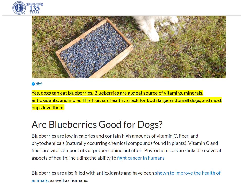 the page on the AKC website that says “Yes, dogs can eat blueberries” with this text highlighted in bright yellow. the image of a dog above has been scrolled past